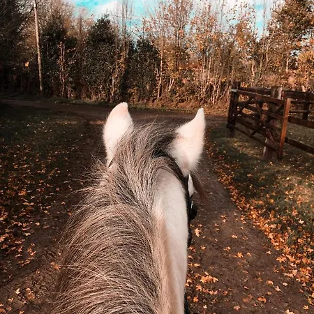 Au Haras Des Arts * Saint-Aubin-de-Bonneval